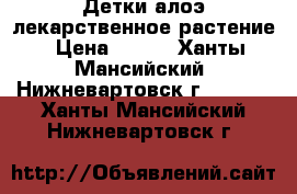 Детки алоэ,лекарственное растение › Цена ­ 150 - Ханты-Мансийский, Нижневартовск г.  »    . Ханты-Мансийский,Нижневартовск г.